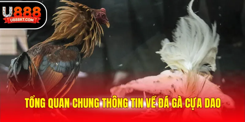Tổng quan chung thông tin về đá gà cựa dao